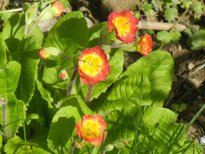 Primula polyanthus Red (2013, April 16) - Primula polyanthus Red