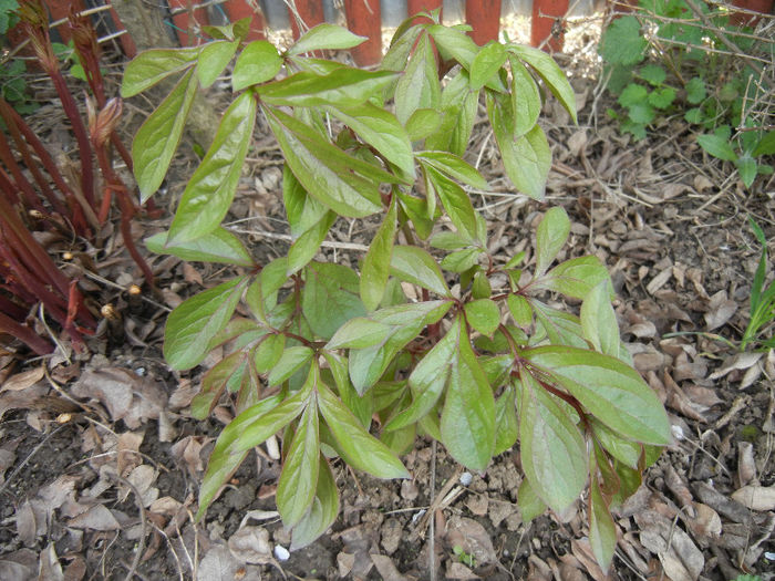 Peonies. Bujori (2013, April 16)