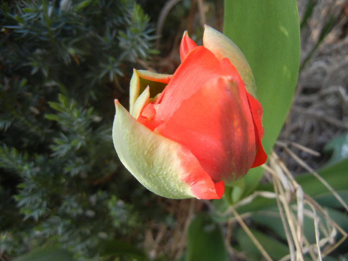 Tulipa Red (2013, April 16)