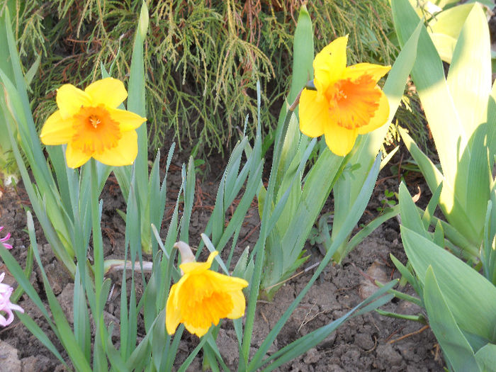 DSCN3943