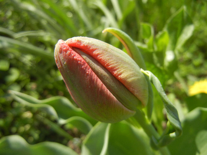 Tulipa Abba (2013, April 16) - Tulipa Abba