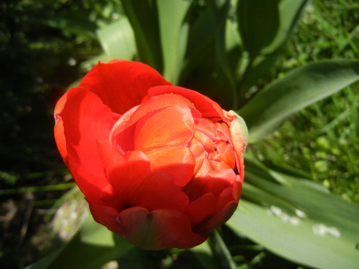 Tulipa Miranda (2013, April 16)