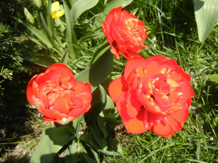 Tulipa Miranda (2013, April 16) - Tulipa Miranda