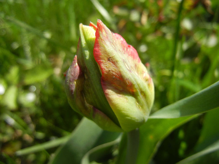 Tulip bud_Lalea (2013, April 15)
