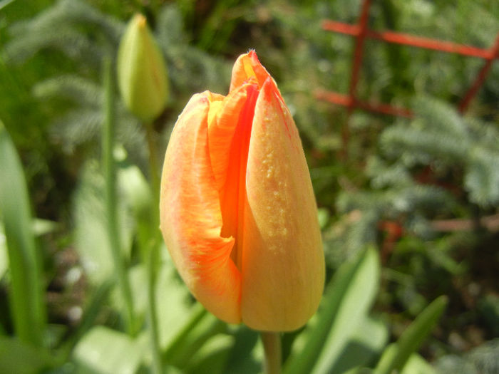 Orange tulip (2013, April 16)