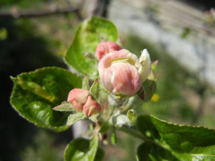 Apple Blossom_Flori mar (2013, April 16)