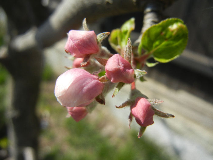 Apple Blossom_Flori mar (2013, April 16)