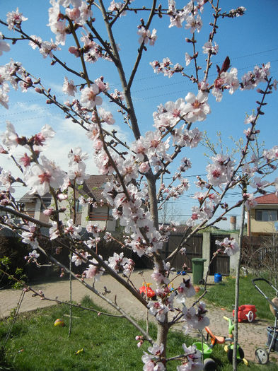 Prunus persica Davidii (2013, April 16) - Prunus persica Davidii