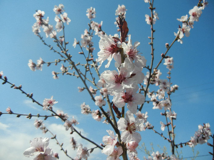 Prunus persica Davidii (2013, April 16) - Prunus persica Davidii