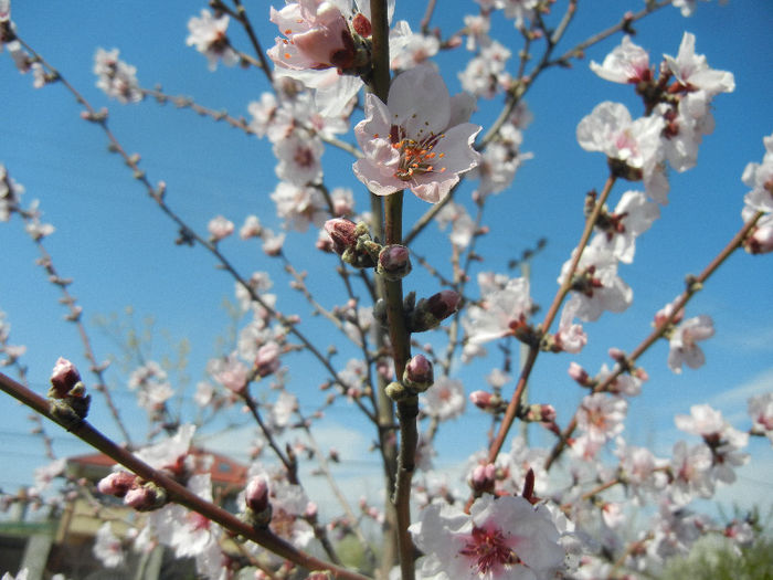 Prunus persica Davidii (2013, April 16) - Prunus persica Davidii