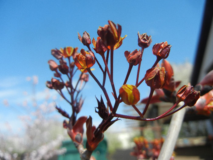 Acer Crimson Sentry (2013, April 16)