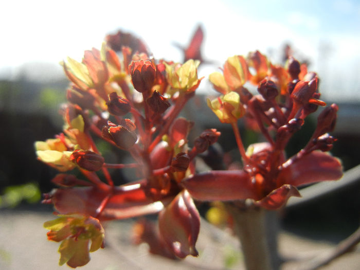 Acer Crimson Sentry (2013, April 16)