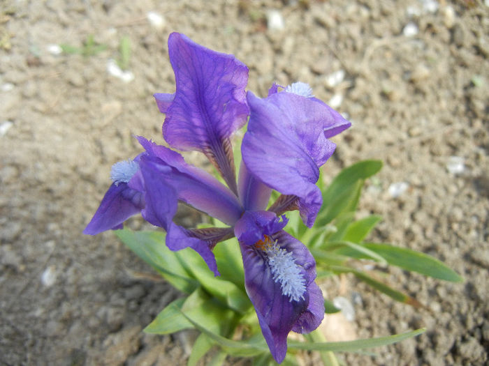 Blue Iris (2013, April 16) - 01 SPRING Burst_Primavara