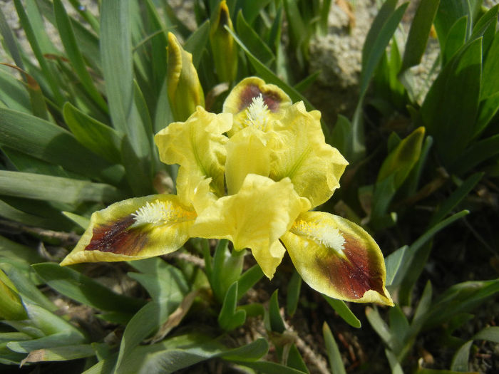 Yellow Iris (2013, April 16) - 01 SPRING Burst_Primavara