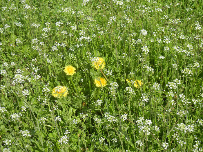 Wild flowers (2013, April 15) - 10_WILDFLOWERS