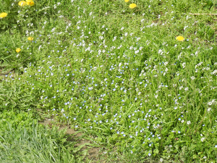 Wild flowers (2013, April 16) - 10_WILDFLOWERS