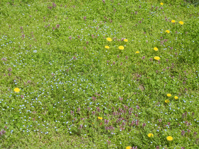 Wild flowers (2013, April 16)