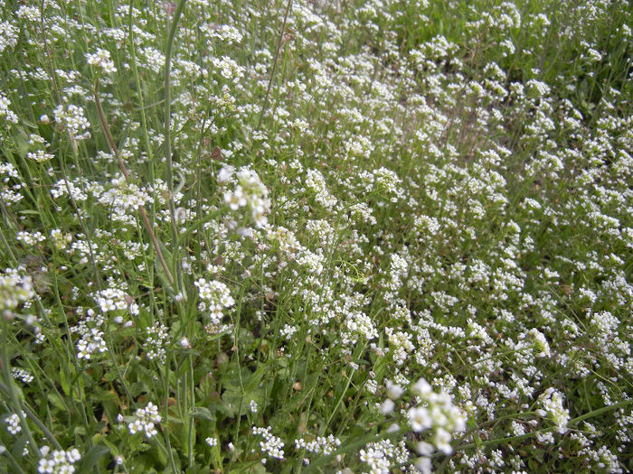 Capsella bursa-pastoris (2013, April 16)