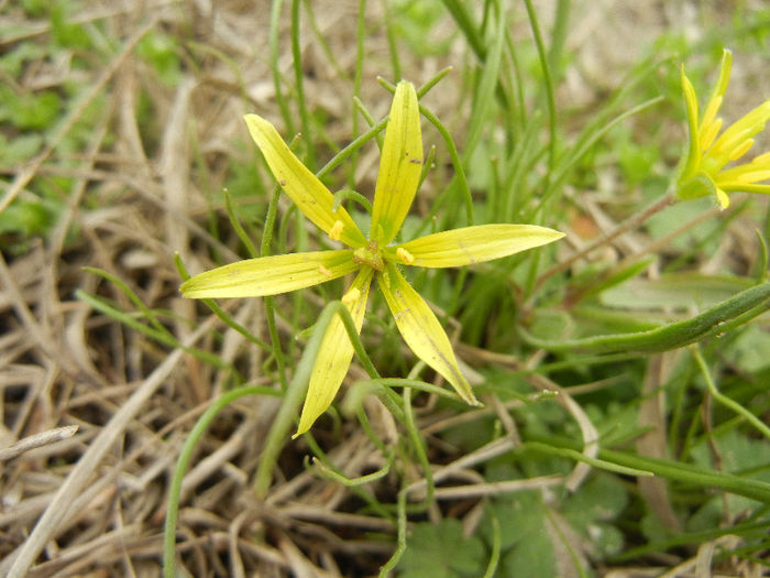 Gagea pratensis (2013, April 05) - Gagea pratensis