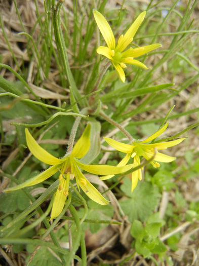 Meadow Gagea (2013, April 05) - Gagea pratensis