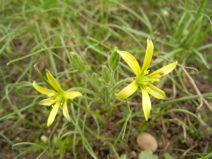 Meadow Gagea (2013, April 05) - Gagea pratensis
