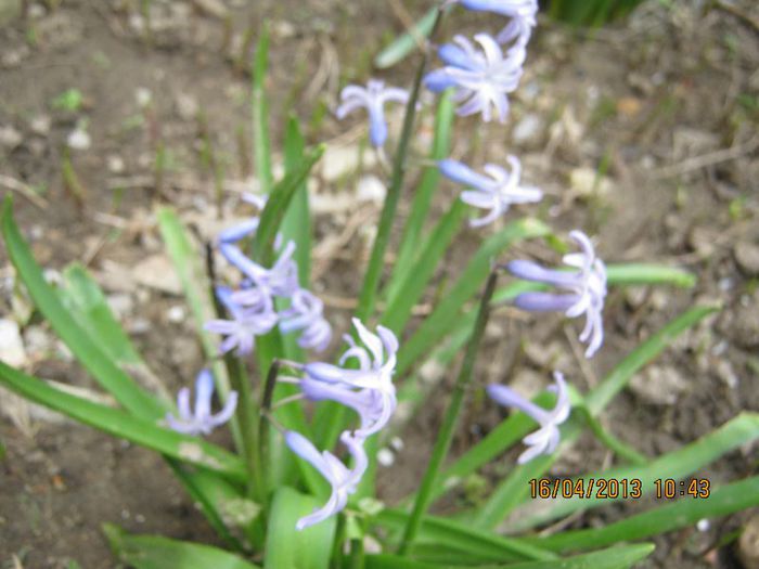 IMG_1985 - Aprilie la tara