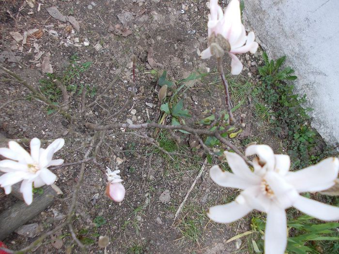 magnolie albă bătută -primită anul trecut