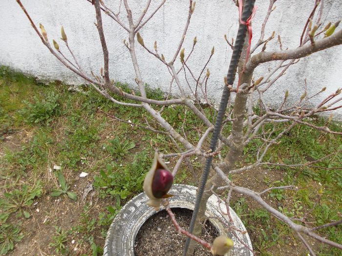 magnolia vișinie a înbobocit - gradina in primavara 2013