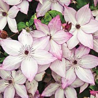 clematis utopia