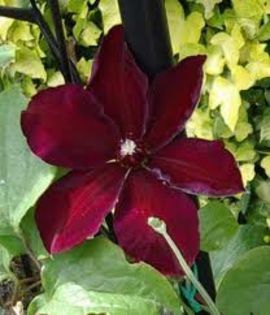 clematis westerplatte