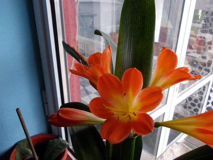 2013 aprilie - CLIVIA