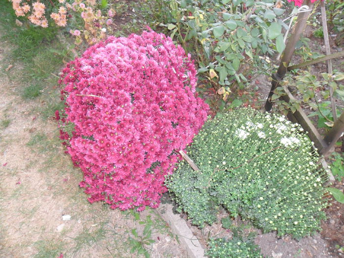 crizantema - crizanteme din gradina mea 2012