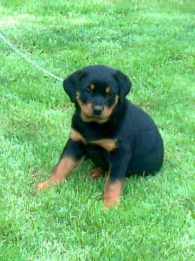 Fotografie0151 - de vanzare catei rottwailer