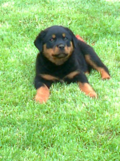 Fotografie0154 - de vanzare catei rottwailer