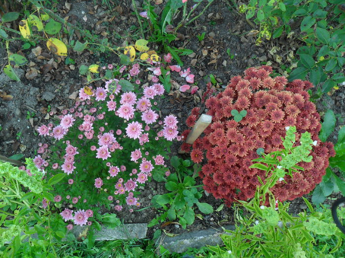 crizanteme; combinatie intre mov lila si maron inchis
