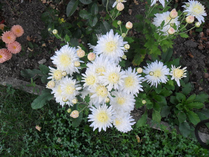 crizantema alba ciufulita