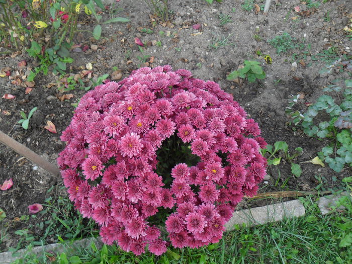 crizantema rosu visiniu