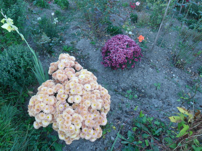 crizantema crem - crizanteme din gradina mea 2012