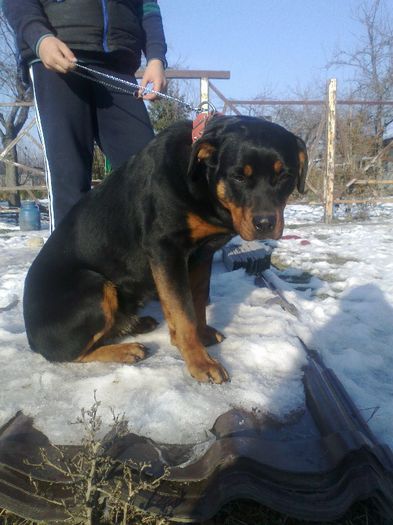 03012013039 - rottweiler