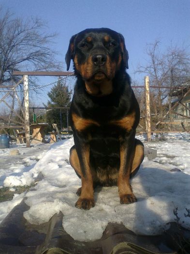 03012013041 - rottweiler