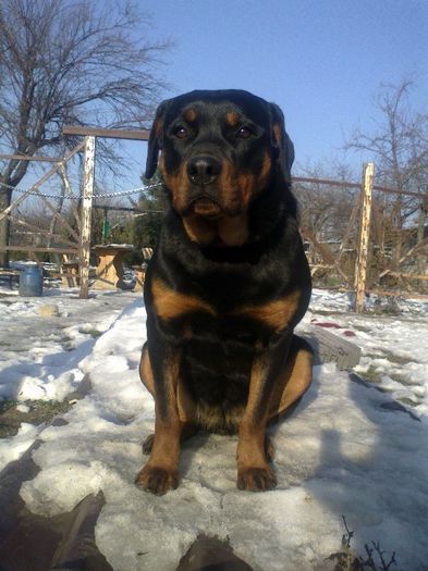 03012013040 - rottweiler