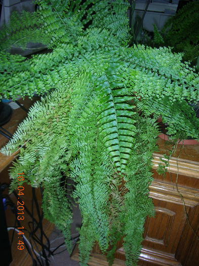 DSCN4681 - o parte din florile mele 2013