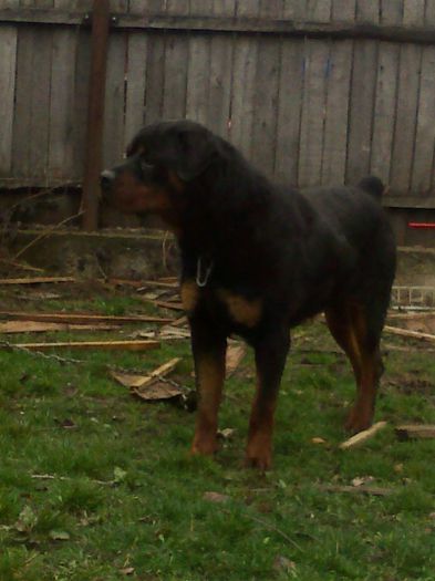 12032013100 - rottweiler