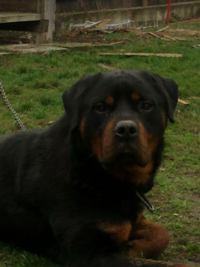 12032013108 - rottweiler