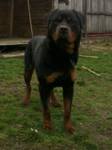 12032013109 - rottweiler
