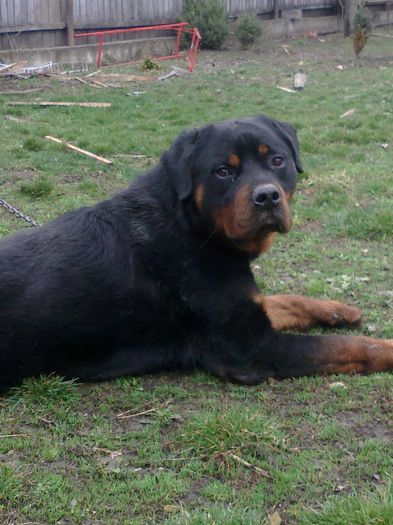 12032013112 - rottweiler