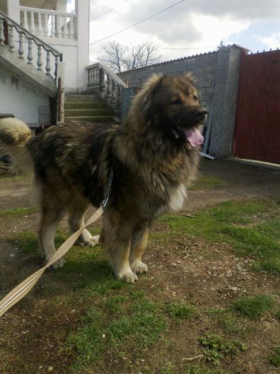 11042013151 - ciobanesc caucazian