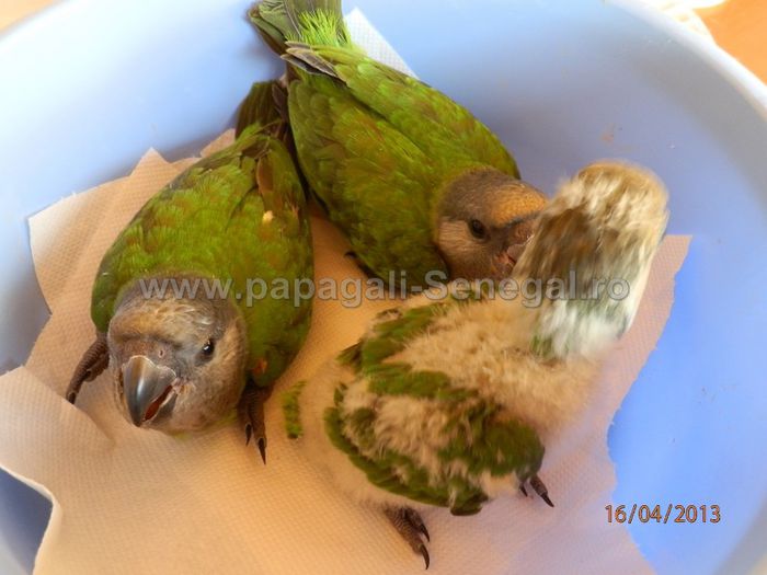 papagali Senegal 2 - papagali blanzi - Timisoara