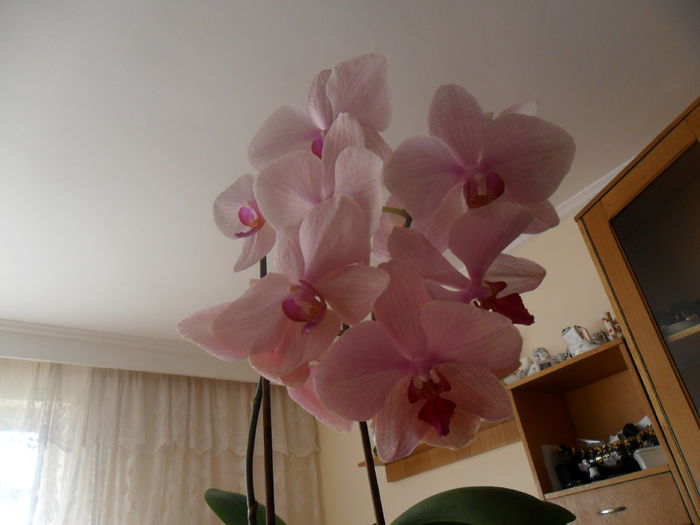 orhideea mea draga; cadou superb de la nepoata mea
