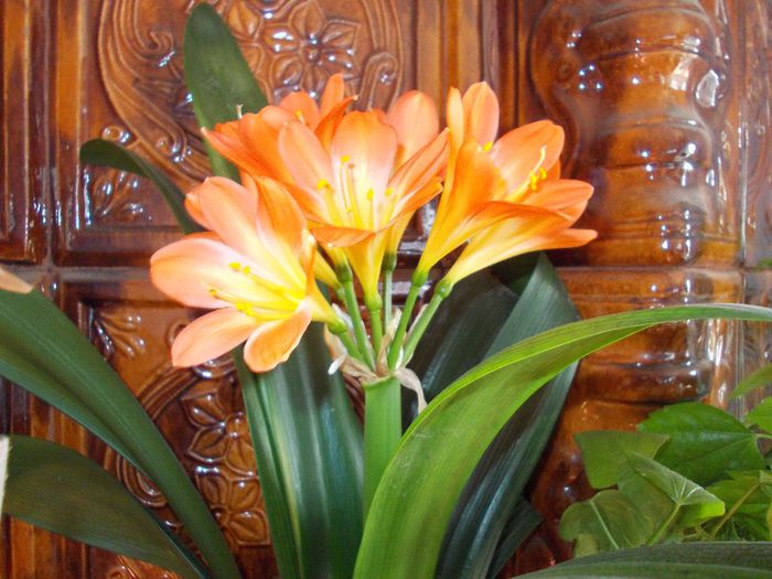 2013 aprilie - CLIVIA